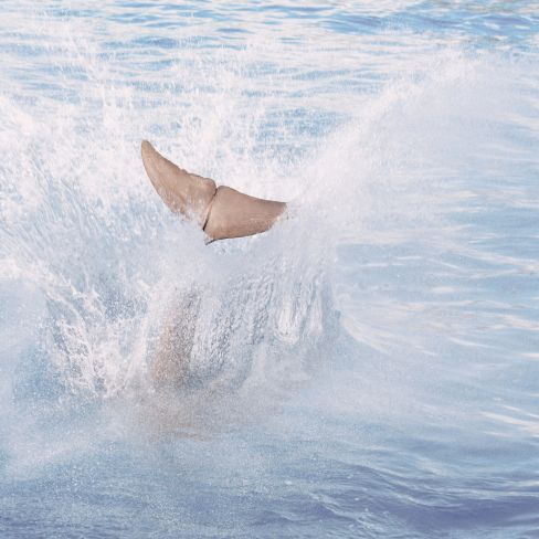 Tidalove dolphin tale