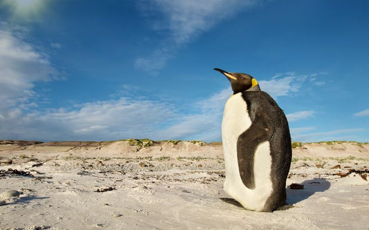 Beating the Heat in Summer 2023: Tidalove's Small Steps for a Cooler Planet