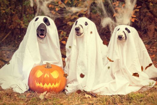 6 Sustainable Halloween Tips for 2023