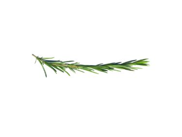 Tidalove oral care  toothpaste tablets rosemary extract